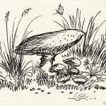003-Mushrooms